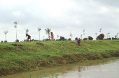 Bangladesh037