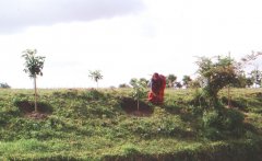 Bangladesh039