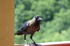 Indian-House-Crow-2007