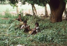 Orissa-groundnut-harvest- 1990s