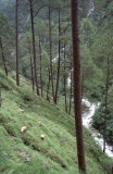 Almora District - 1990s