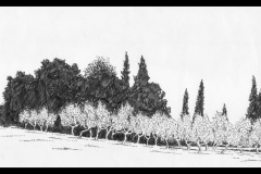 Olive-trees-near-Sienna-1974