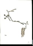 Alder