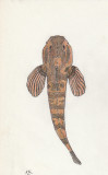 Bullhead