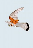 Kevans-Kestrel.-jpg