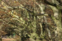 Beeches-at-Beacon-Hill-Warnford