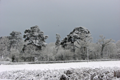 Fairthorne-Pines-2008