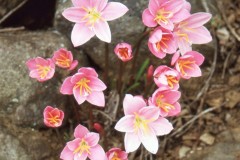 Sirumalai 1980 Colour Photos