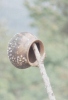 Pot