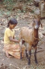 Sirumalai-80-035