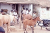 Sirumalai-80-052