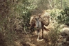 Sirumalai-80-055