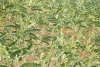 Sirumalai001