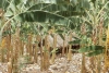 Sirumalai002