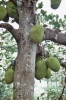 Sirumalai003