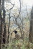 Sirumalai009