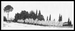 Olive-trees-near-Sienna-1974-reduced