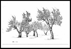 Olives-Sienna 01-reduced