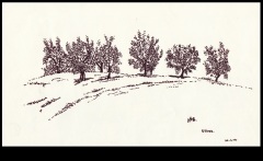 Olives-Tuscany-1974
