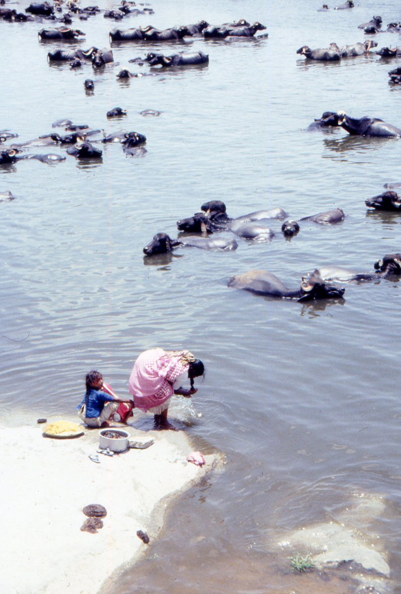 Hyderabad-Hussain-Sagar-Buffalo