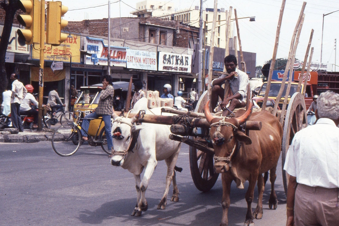 Hyderabad-bullock-cart