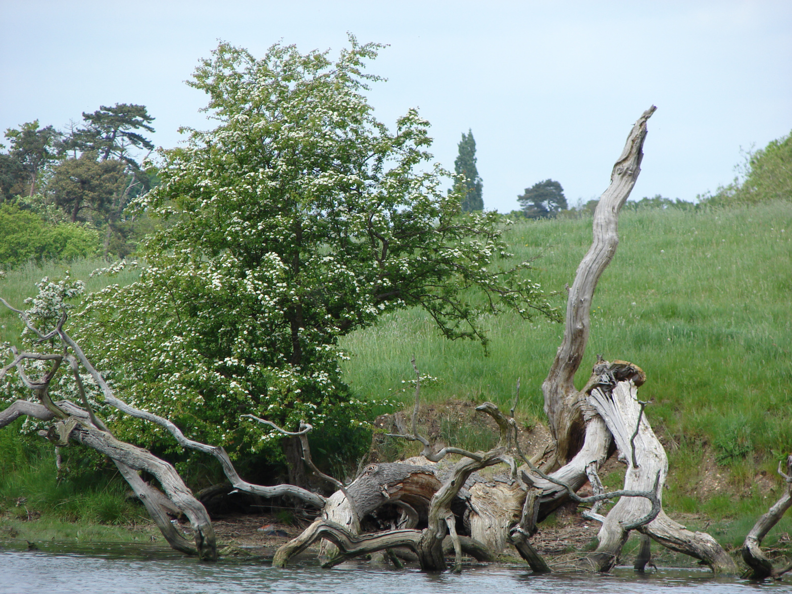 Bank-of-the-River-Cur