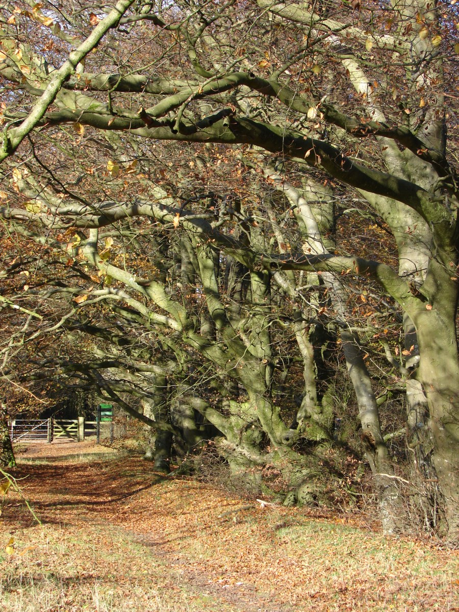 Beeches-at-Beacon-Hill-Warnford