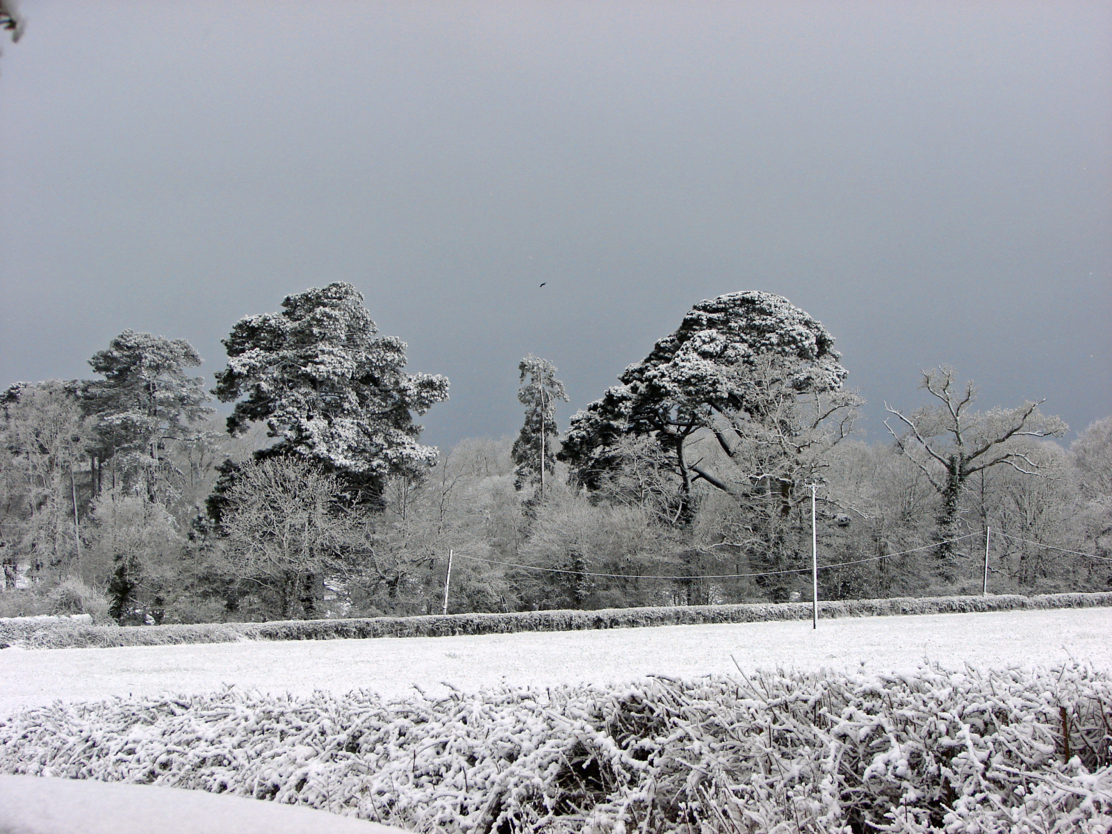 Fairthorne-Pines-2008