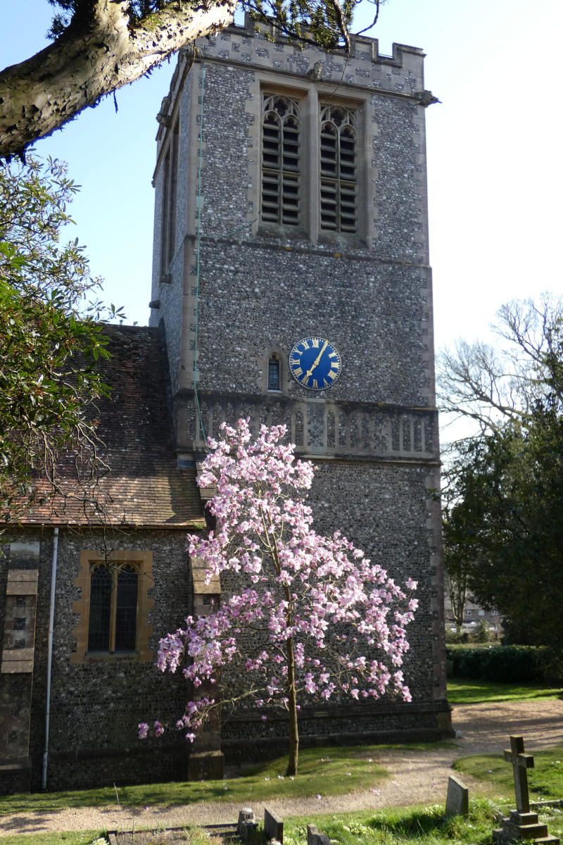 St-Peters-with-magnolia-2