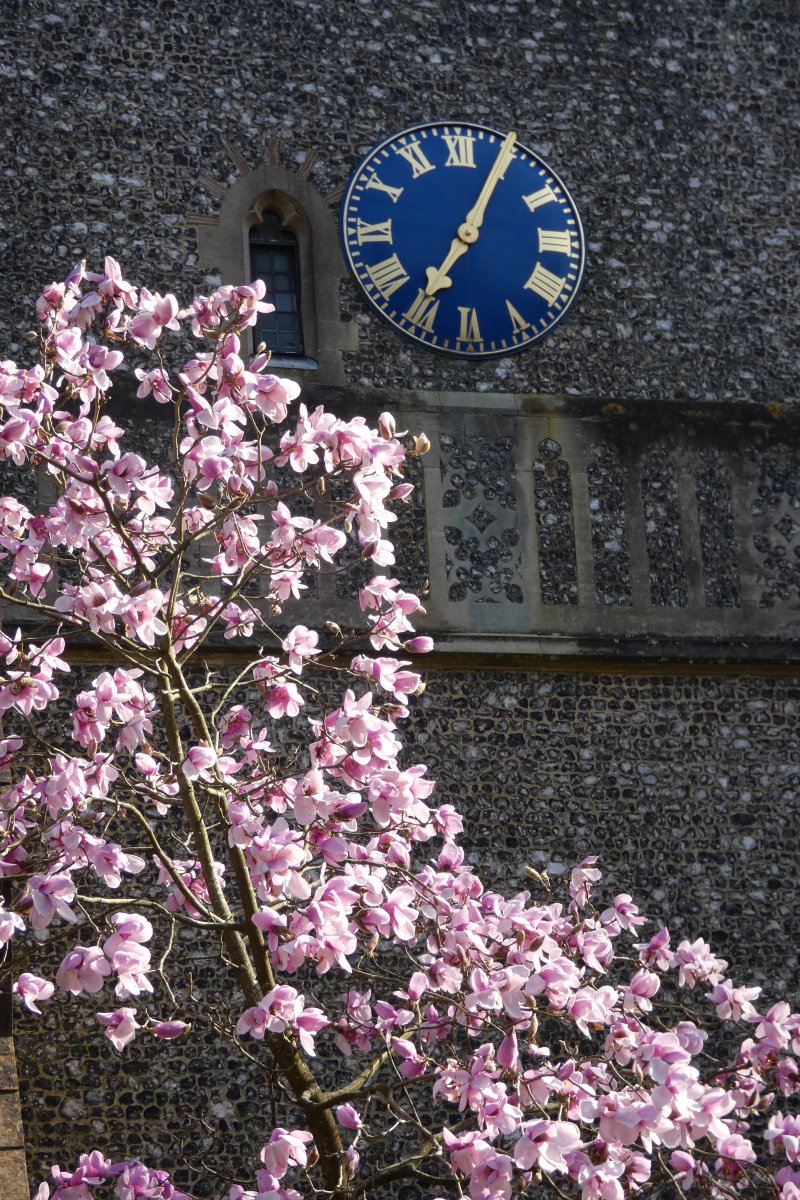 St-Peters-with-magnolia