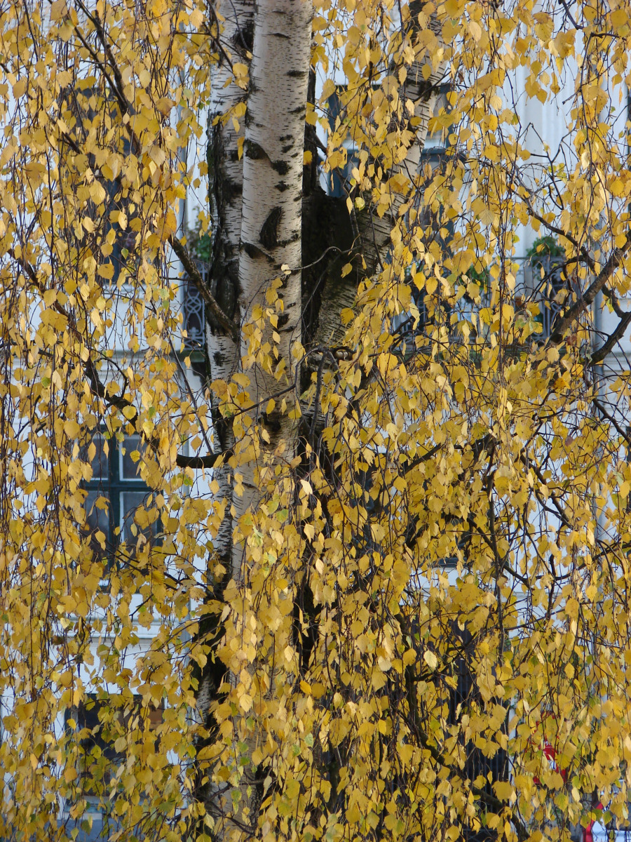 Birch-leaves-Copenhagen-2014