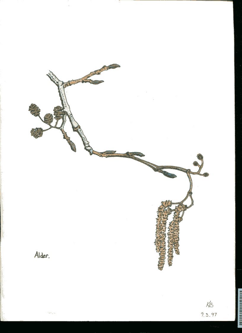 Alder