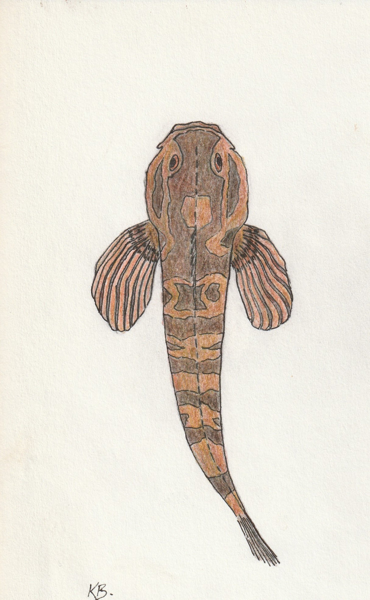Bullhead