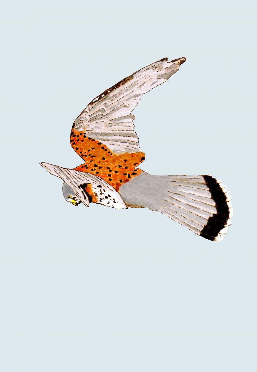 Kevans-Kestrel.-jpg