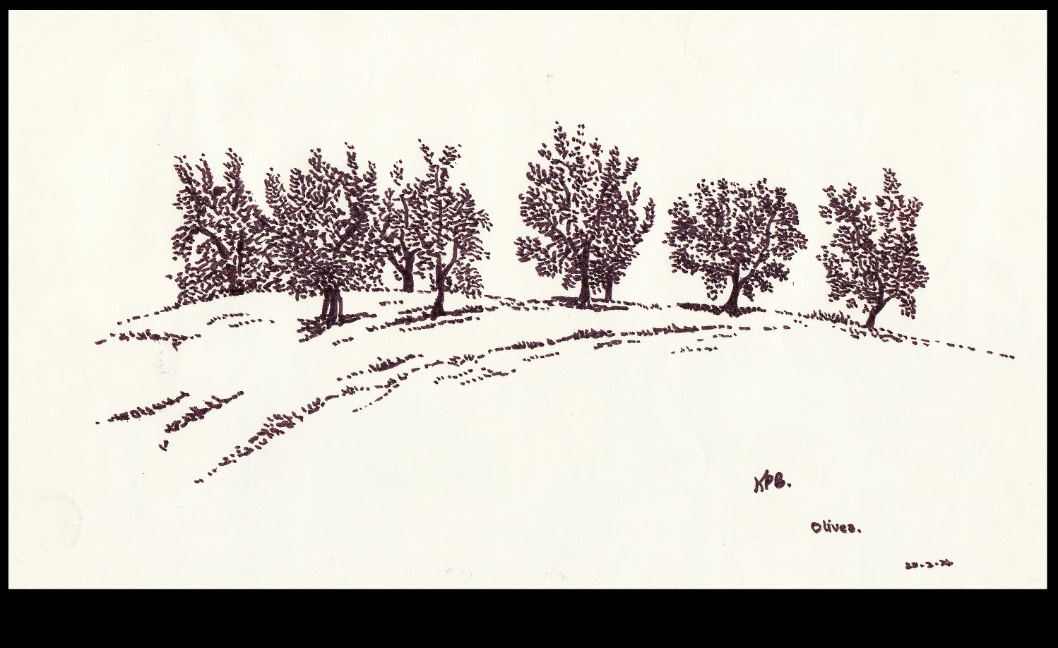 Olives-Tuscany-1974