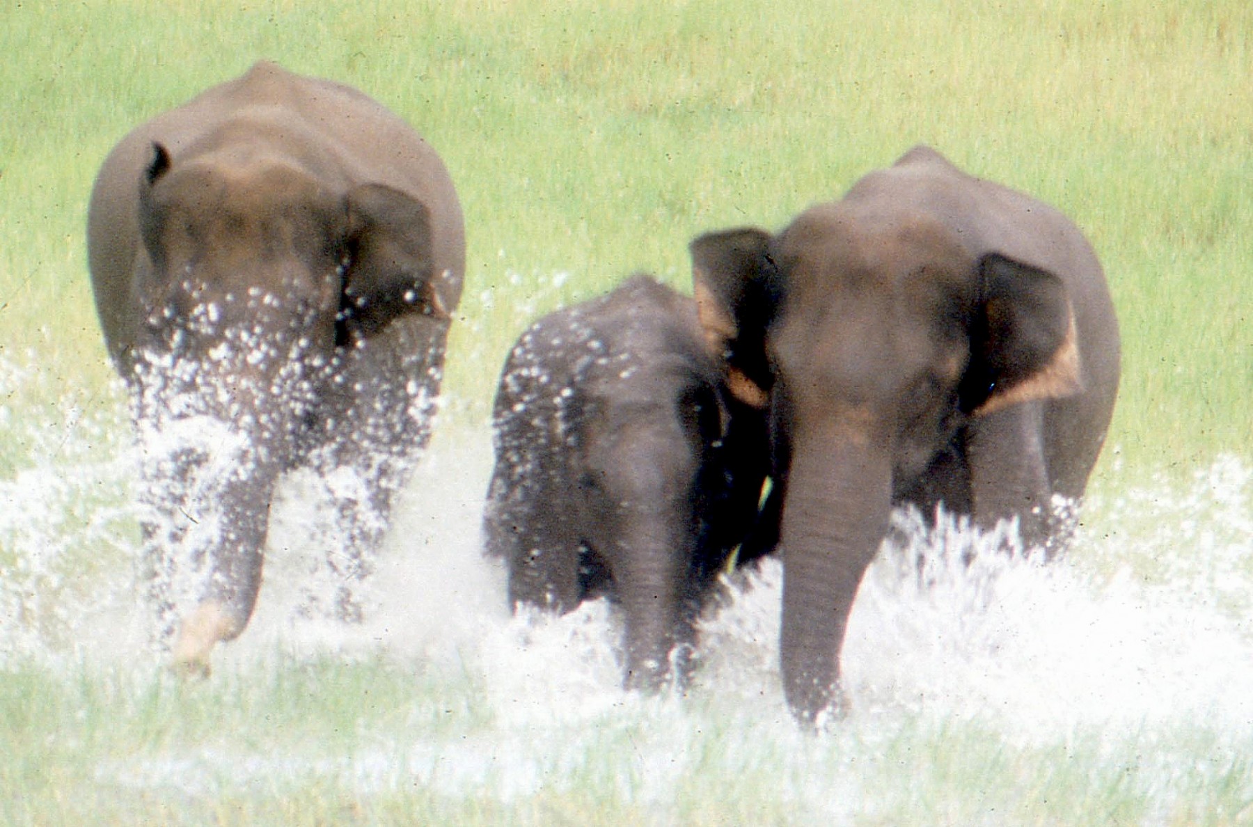 Periyar - Kerala 1980