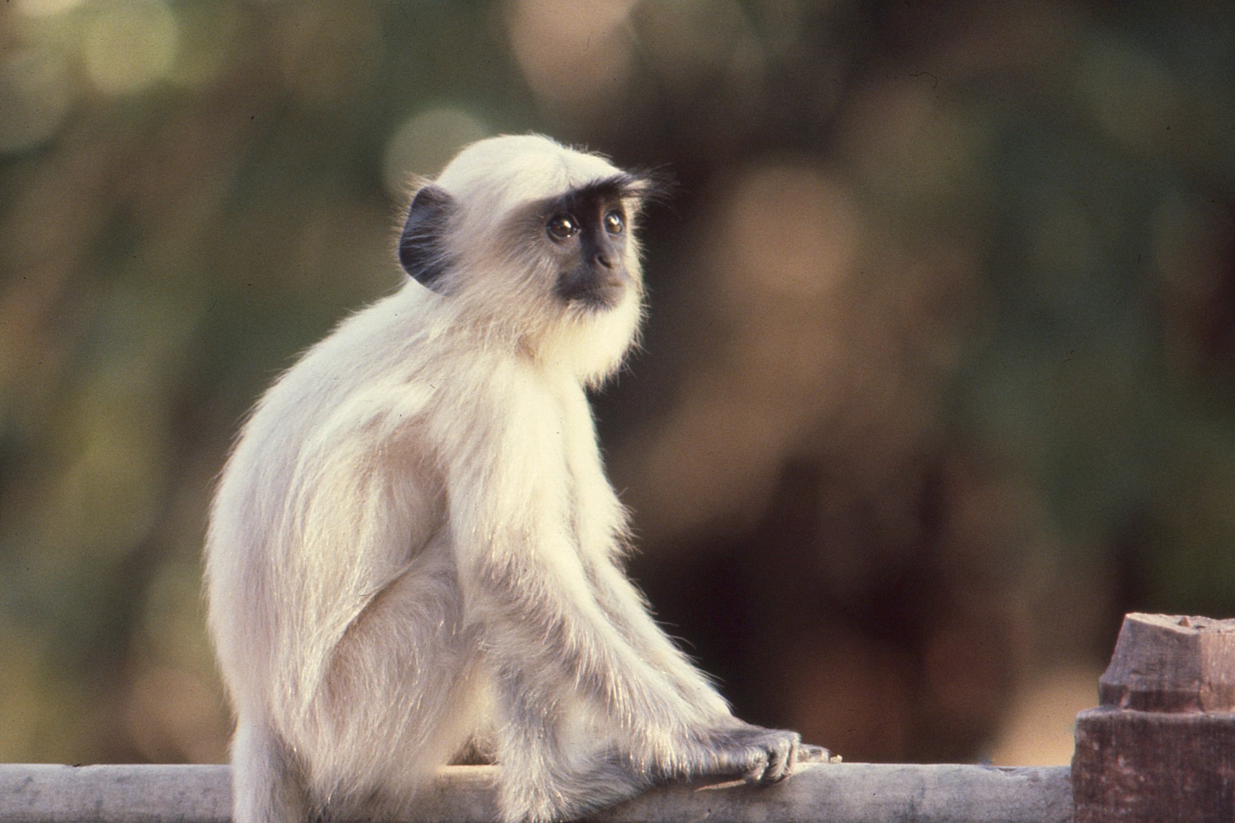 Langur