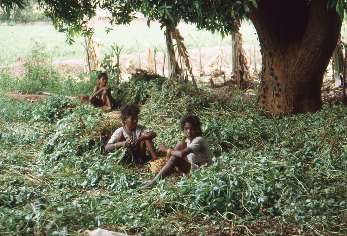 Orissa-groundnut-harvest- 1990s